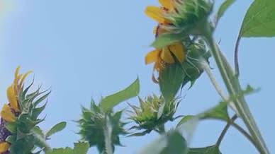 4K实拍植物向日葵视频素材视频的预览图